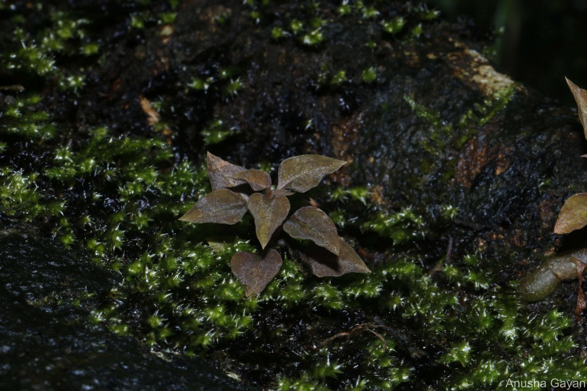 Cheirostylis flabellata (A.Rich.) Wight